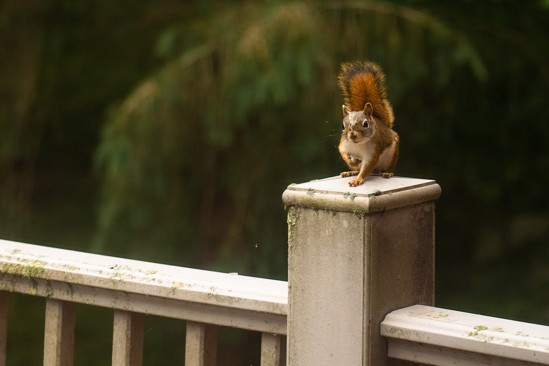 Brown Squirrel On A Railing Free Stock Photo brown-squirrel-on-a-railing-free-stock-photo