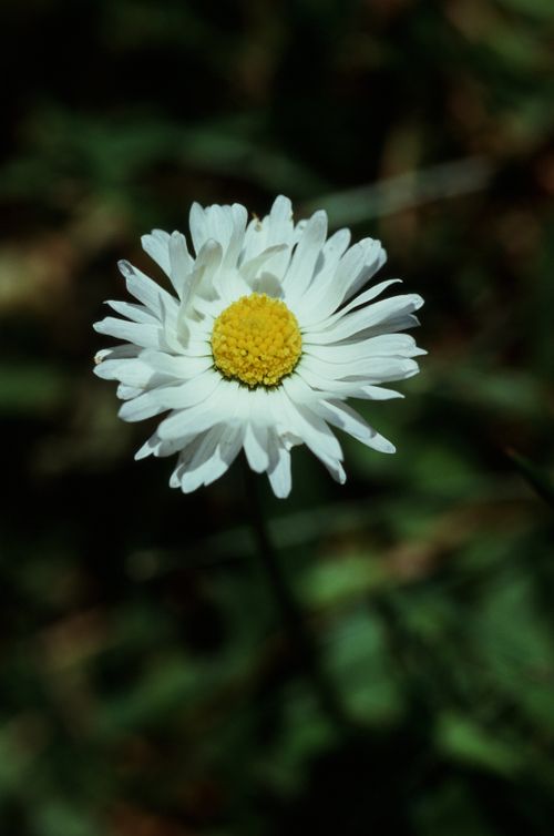 Free Detailed close-up of a single white daisy with a yellow center against a blurred green background. Stock Photo