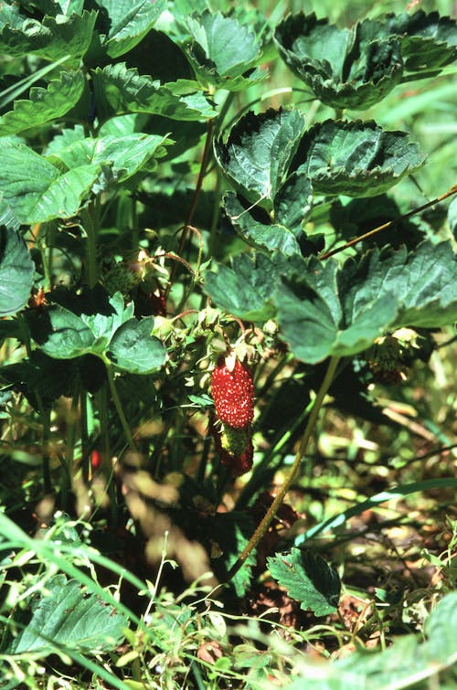 Darmowe zdjęcie z galerii z liście, natura, owoc
