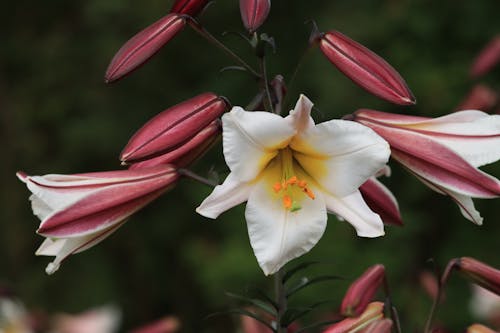 Základová fotografie zdarma na téma detail, flóra, královské lilie