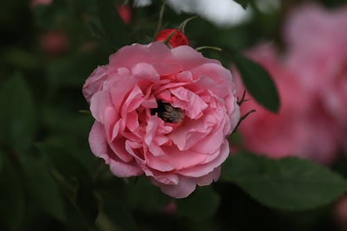 Foto profissional grátis de broto, fechar-se, flor