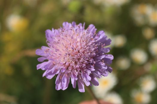 Purple Flower in Close Up Photography