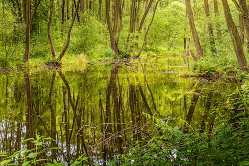 강, 반사, 숲의 무료 스톡 사진