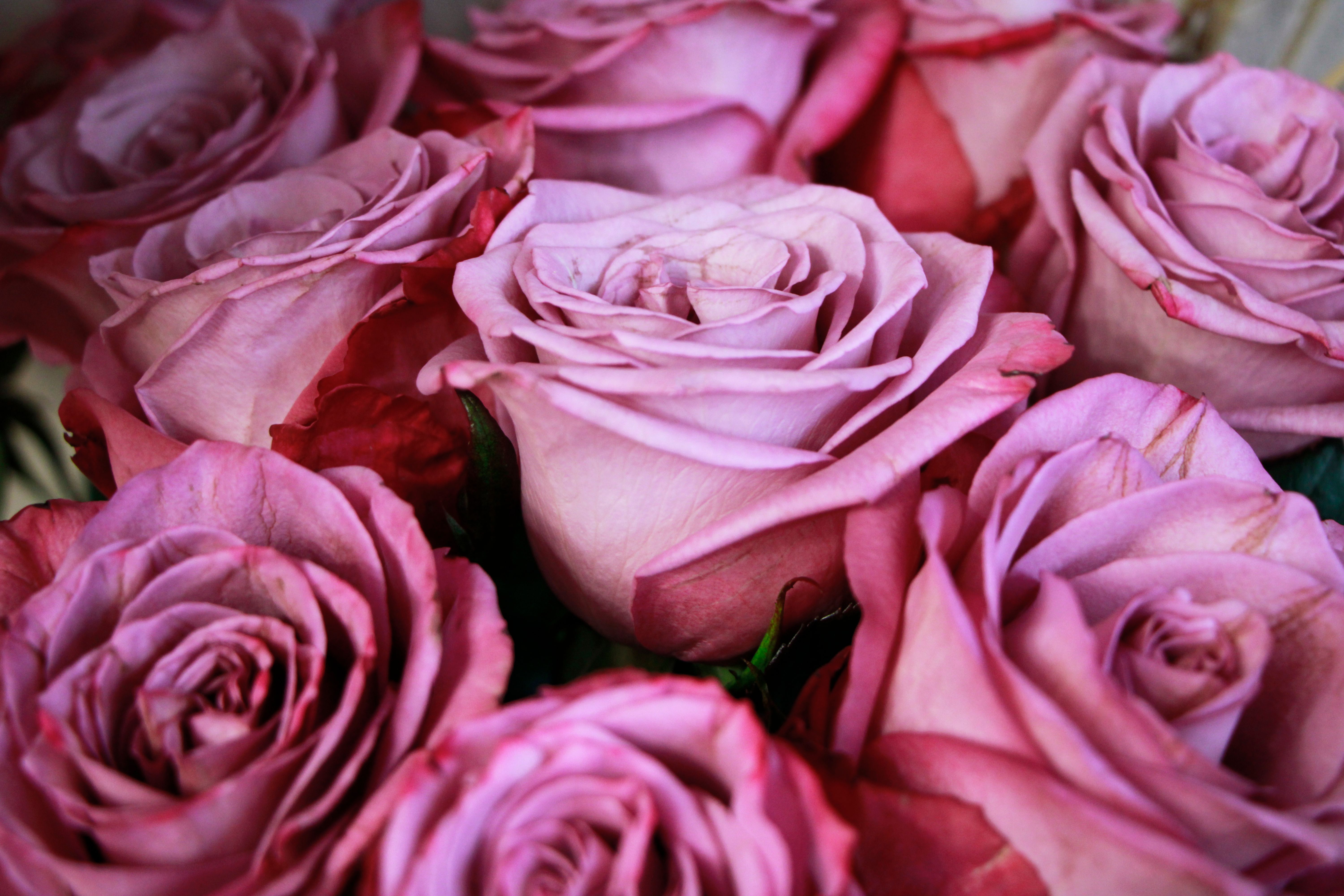 Nahaufnahme eines sorgfältig gebundenen Rosenstraußes