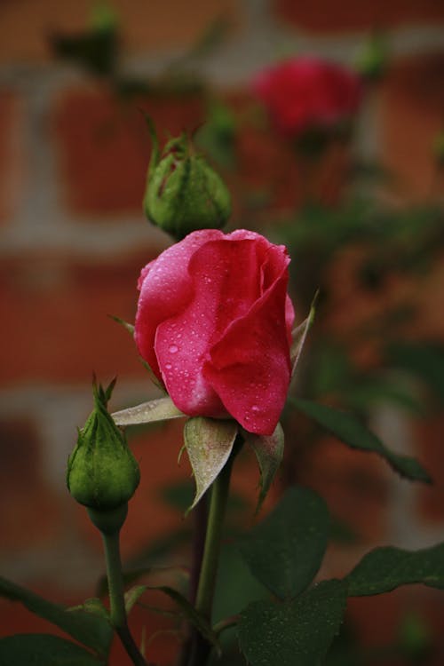 Free Close-up of a Rose Stock Photo