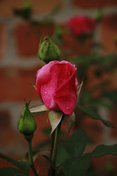 A vibrant pink rose bud covered in dew with a blurred brick background.