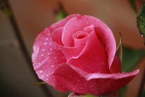 Close-up of a Wet Rose