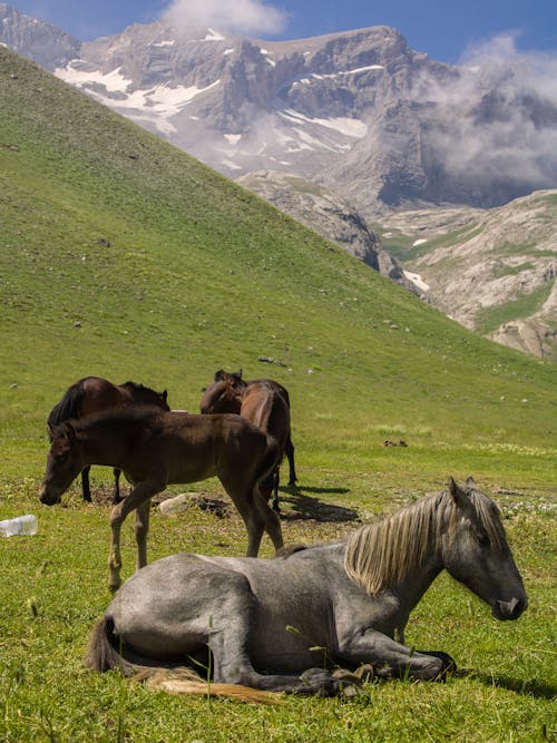 Horses on Green Grass Field