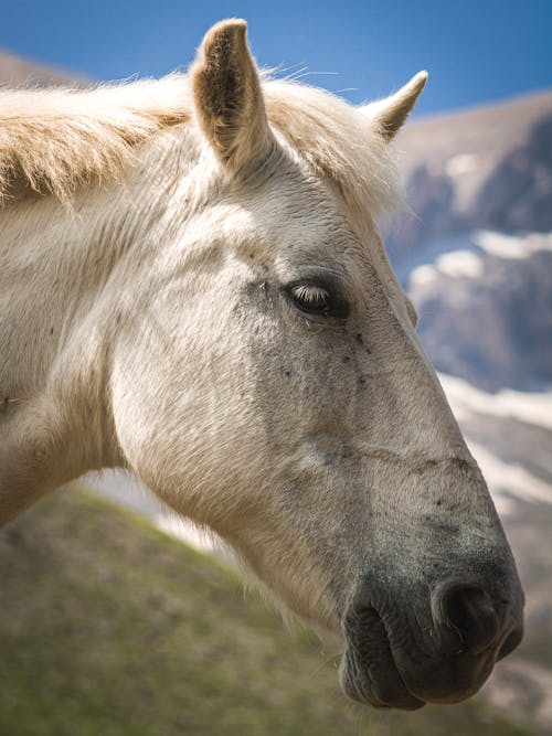A Portrait of a White Horse