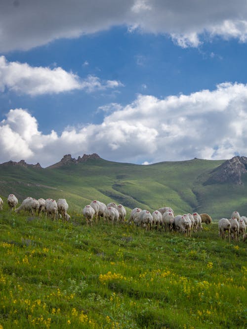 Sheep on a Pasture in Mountains 