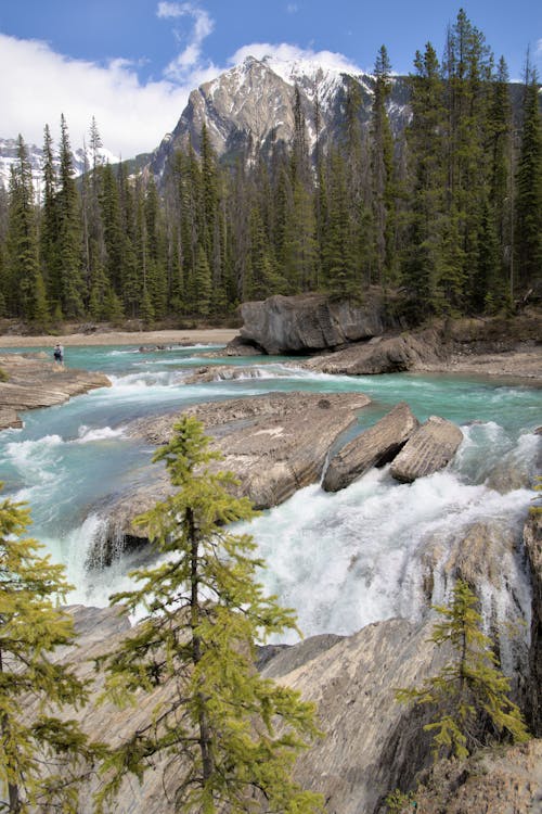 Green Trees Near River