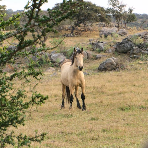Fotos de stock gratuitas de caballo, caballus, campo