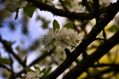 Ingyenes stockfotó Első virágok, fák, természet témában