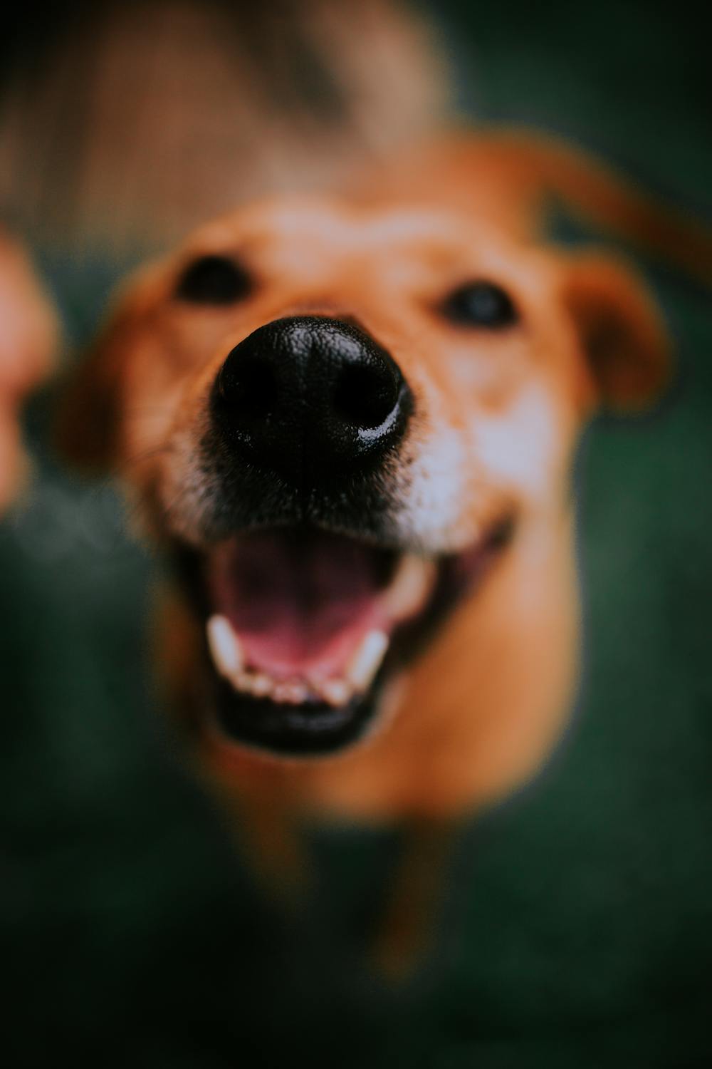 Close Up Photo Of A Dogs Snout · Free Stock Photo