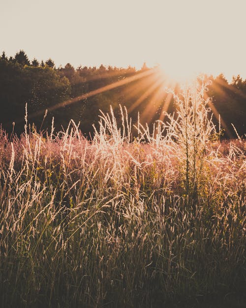 無料 オレンジ色の日没時の緑の芝生フィールド 写真素材