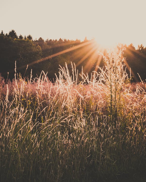 Free Green Grass Field during Orange Sunset Stock Photo