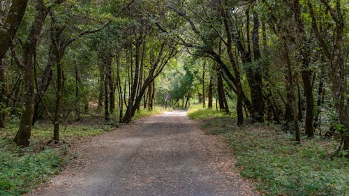 Footpath in Park