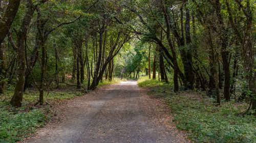Free Tranquil walking trail surrounded by lush trees in a serene forest during autumn. Stock Photo