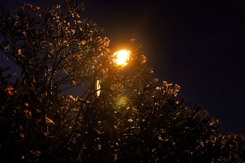 Foto d'estoc gratuïta de arbre, làmpada, llums de nit