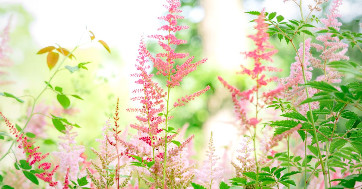 Les plantes vivaces à privilégier pour un jardin durable