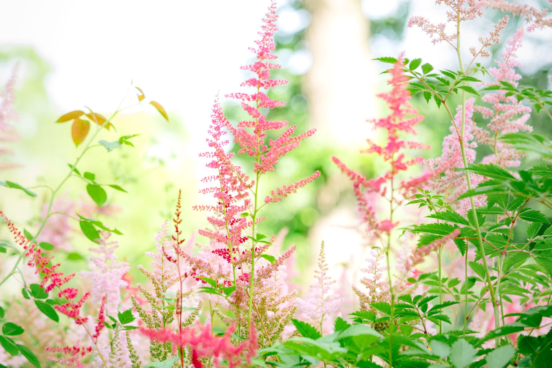 A bright, serene scene of pink astilbe flowers in full bloom, capturing nature's beauty.