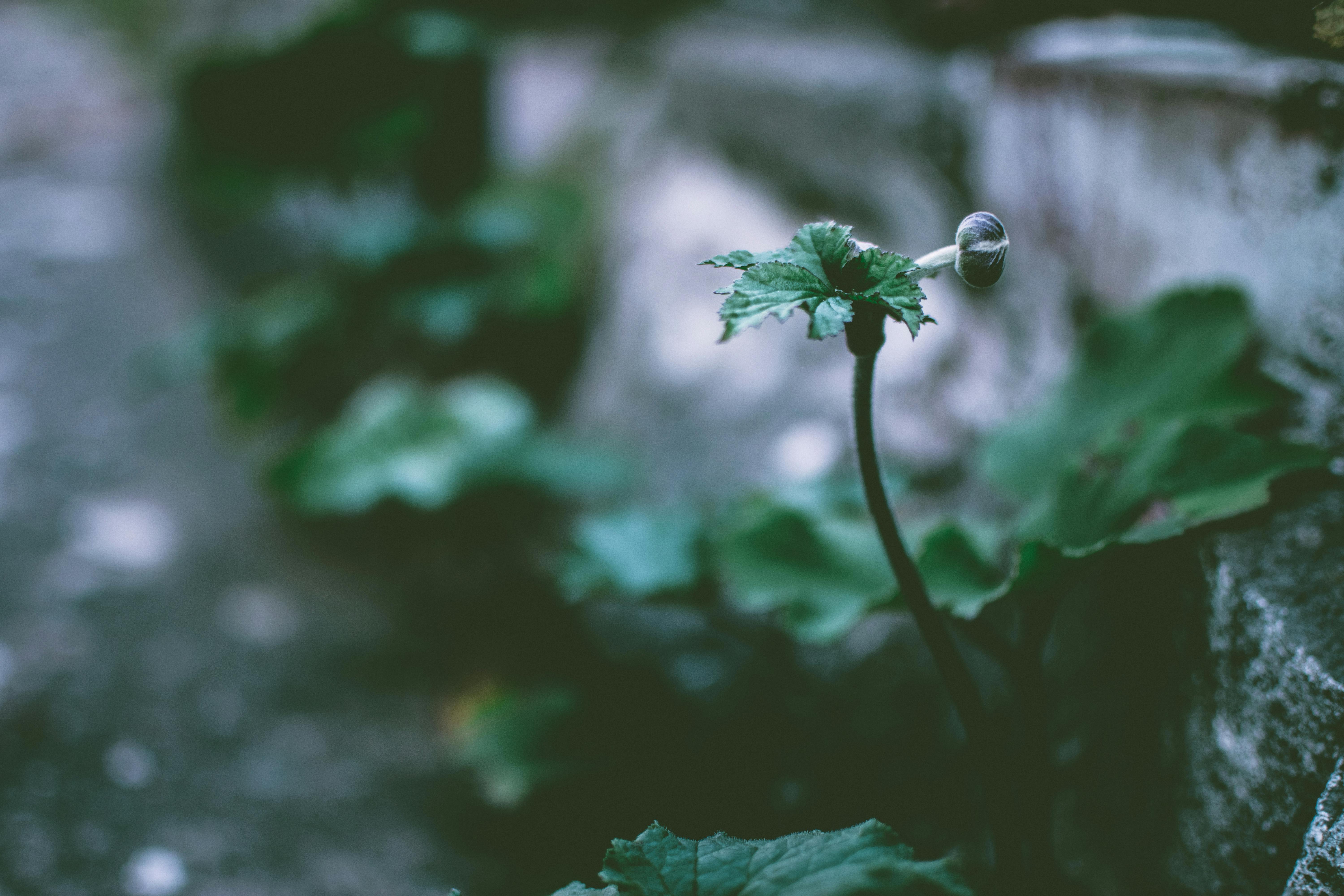 A close-up of a single plant bud with green leaves, creating a moody and atmospheric outdoor scene.