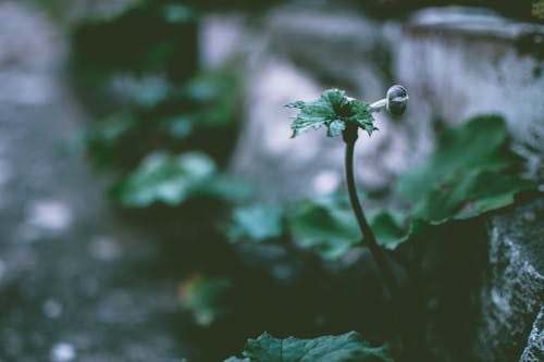 免费 绿叶植物的选择性聚焦照片 素材图片