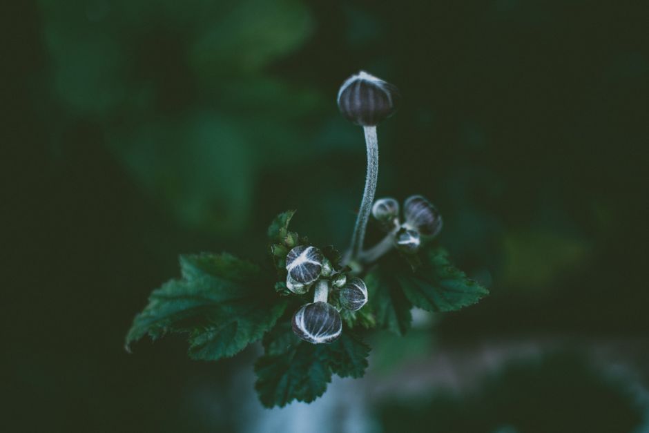 Fotomural Un primer plano tranquilo de delicados capullos de flores con hojas verdes.