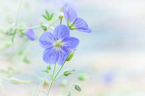 Photos gratuites de arrière-plan flou, centrale, fleurs bleues
