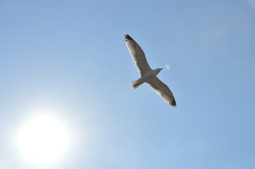 Seagull Flying in the Sky