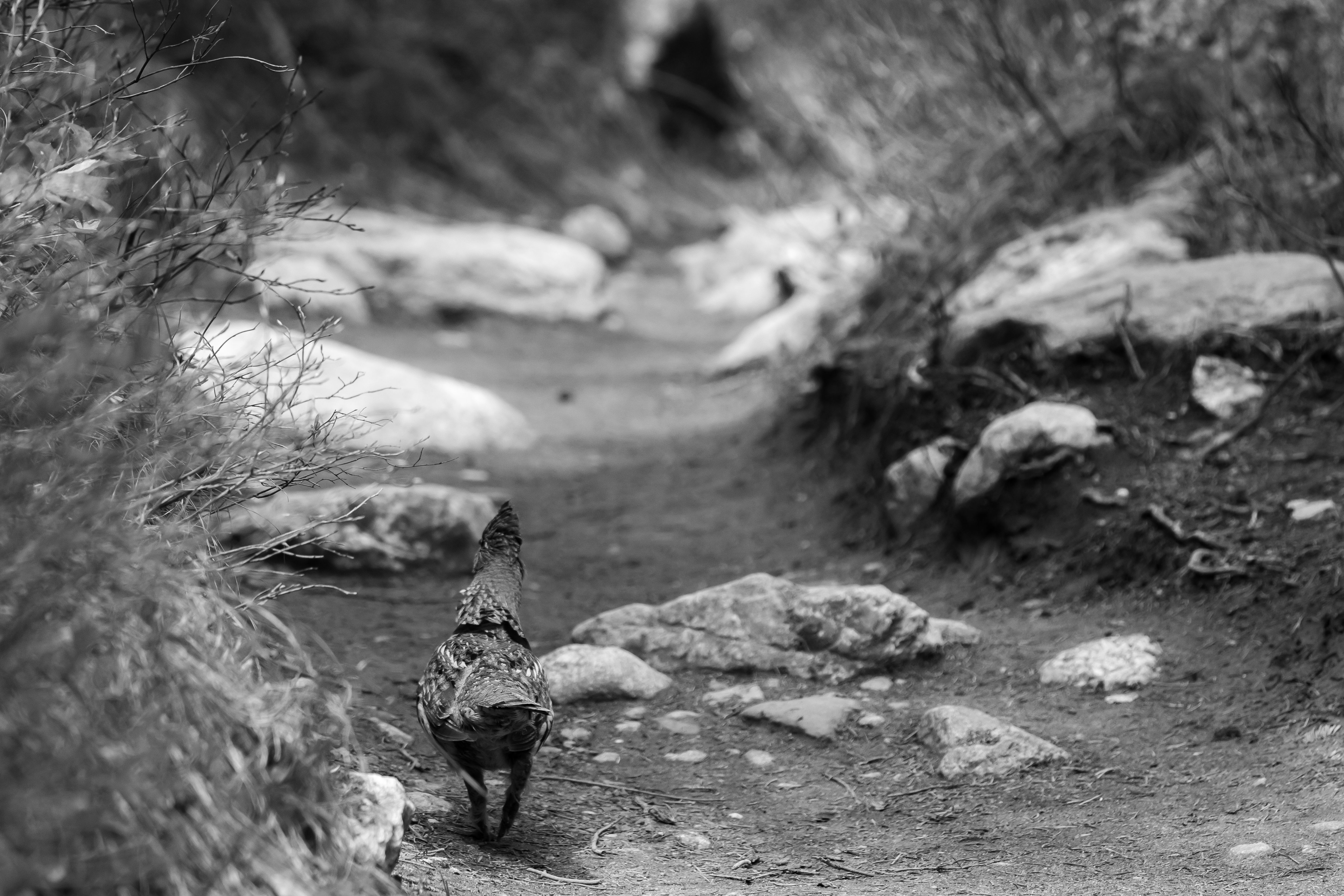 Anon Photography