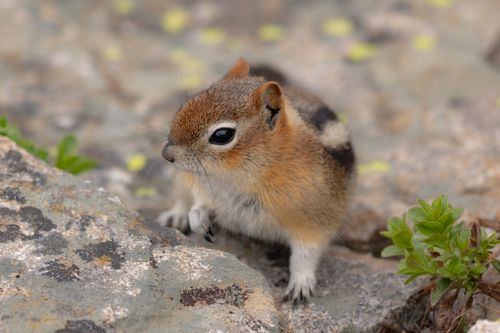 Free Adorable chipmunk perched on rocky terrain in Wyoming, USA, showcasing its natural habitat. Stock Photo