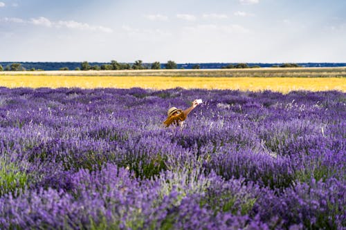 Photo Of Bed Of Lavender Flowers