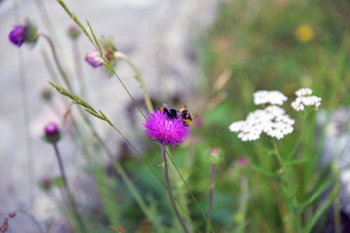 Free stock photo of bumblebee, flowers Stock Photo