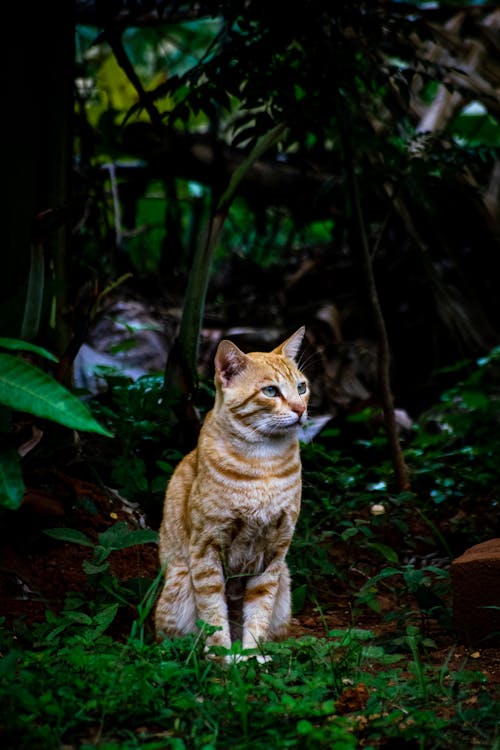 Foto d'estoc gratuïta de animal, assegut, domèstic