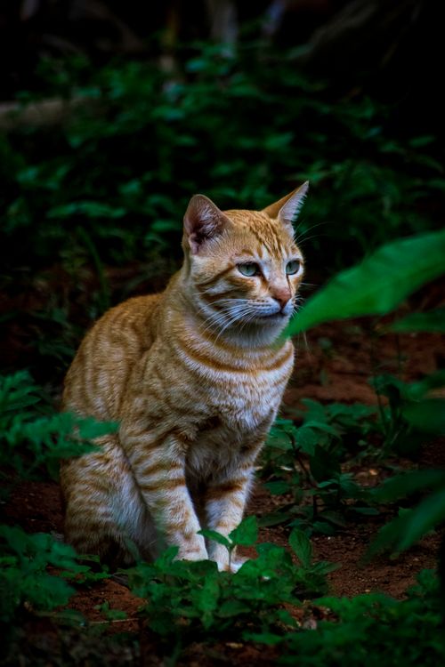 Free A ginger cat sits attentively amongst vibrant green plants, captured in a nature portrait. Stock Photo