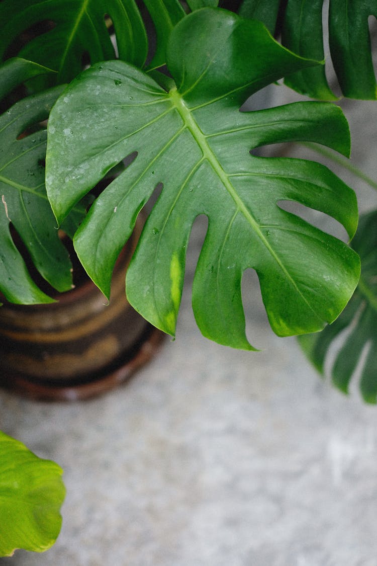 Close Up Of A Leaf