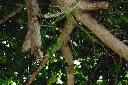 Бесплатное стоковое фото с ветви деревьев, листва, листья