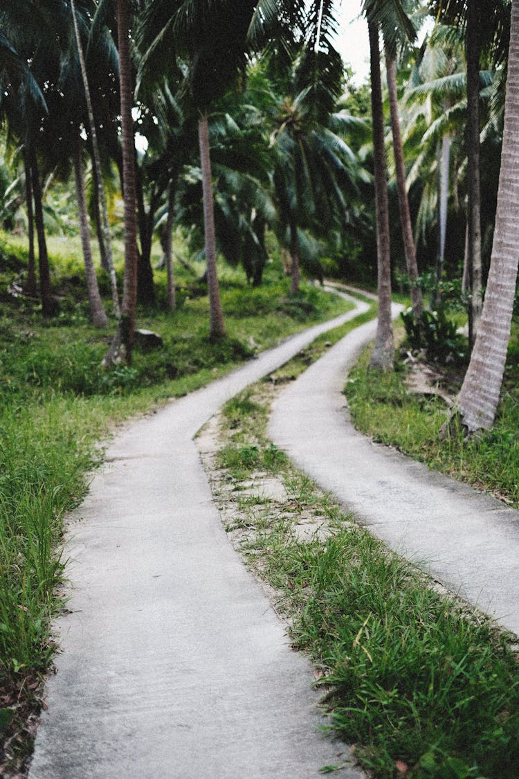 Concrete Path Among Palm Trees