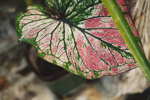 Close-up of a Caladium Bicolor Leaf