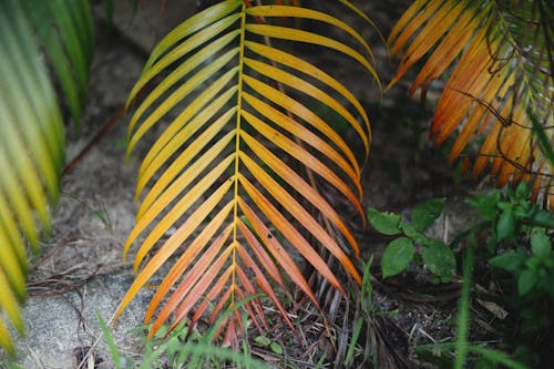 Leaves of a Palm Plant