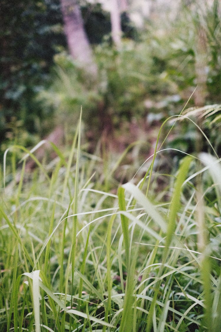 Close-up On Grass Blades