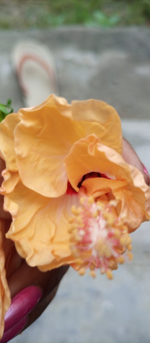 Δωρεάν στοκ φωτογραφιών με λουλούδι Φωτογραφία από στοκ φωτογραφιών