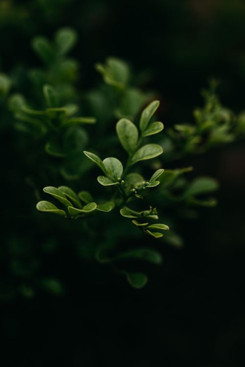Free An artistic close-up of green leaves, showcasing texture and detail in a natural setting. Stock Photo