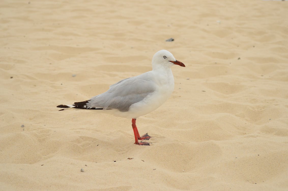 Selective Focus Photo Of Ring-billed Gull · Free Stock Photo
