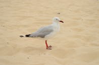 在澳大利亚邦迪海滩的沙滩上，一只海鸥优雅地矗立着