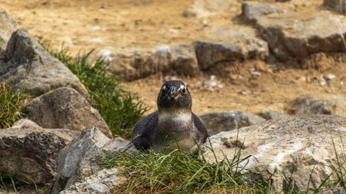 A Galapagos Penguin