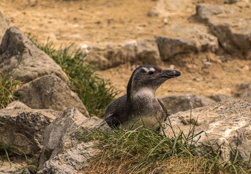 Free A Galapagos penguin resting in its natural rocky habitat with grass patches. Stock Photo
