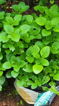 Vibrant green mint leaves growing in an outdoor planter, perfect for culinary use.