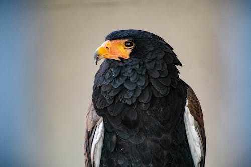 免费 Bateleur鹰的选择性聚焦照片 素材图片